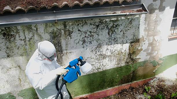 Trusted Black Mold Removal service in Highwood, IL - Cheap Mold Removal